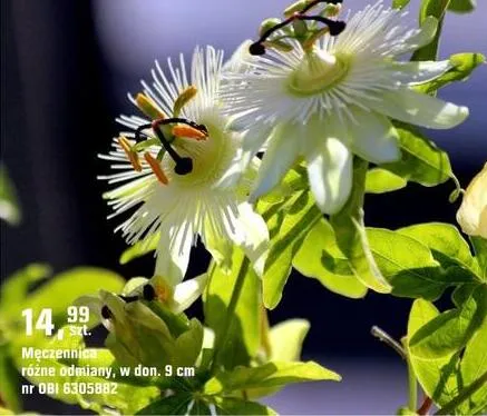 Meczenica promocja w OBI