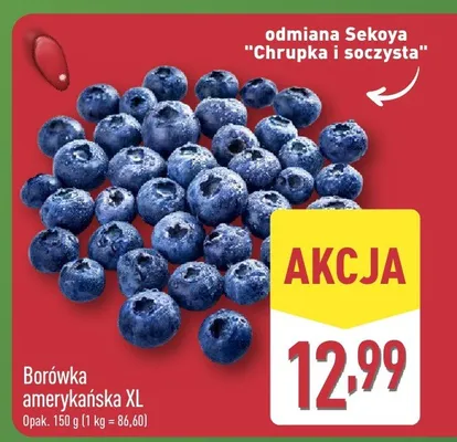 Borówka amerykańska XL odmiana Sekoya promocja w Aldi