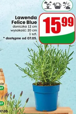 Lawenda Felice Blue doniczka 12cm wysokość 20cm promocja w Dino