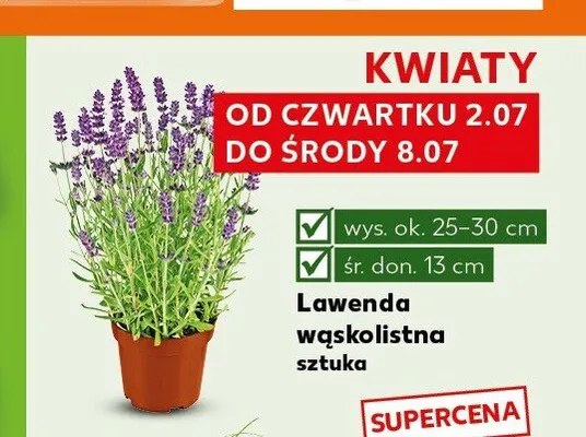 Lawenda wąskolistna promocja w Kaufland
