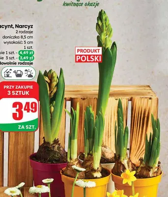 Hiacynt doniczka 8,5 cm  promocja w Dino