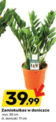 Zamiokulkas w doniczce promocja w Bricomarche