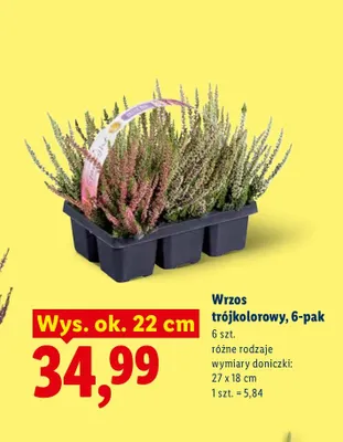 Wrzos trójkolorowy 6-pak promocja w Lidl