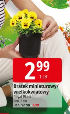Bratek miniaturowy/wielokwiatowy promocja w Leclerc