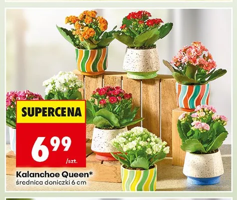Kalanchoe Queen promocja w Biedronka