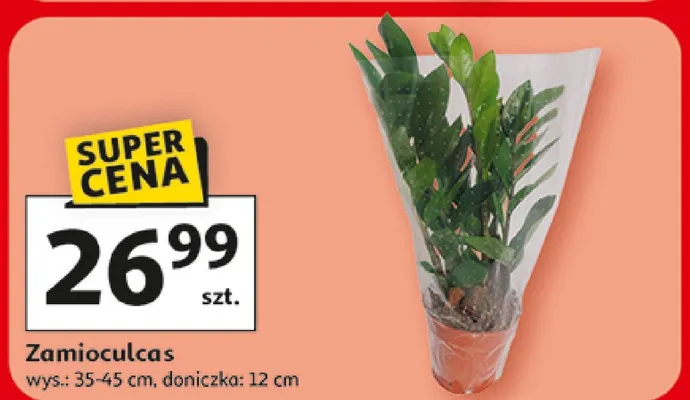 Zamioculcas promocja w Auchan