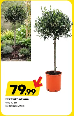 Drzewko oliwne wys. 70cm śr. doniczki: 20cm promocja w Bricomarche