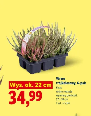 Wrzos trójkolorowy 6-pak promocja w Lidl