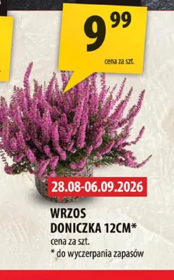 Wrzos doniczka 12 cm promocja w Arhelan