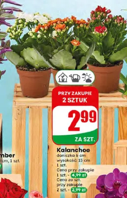 Kalanchoe promocja w Dino