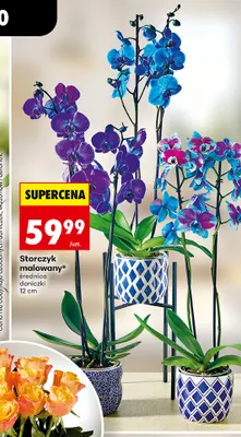 Storczyk malowany promocja w Biedronka