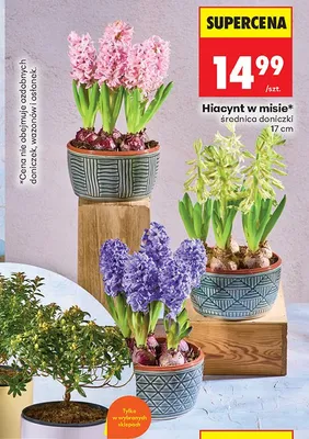 Hiacynt w misie 17cm promocja w Biedronka