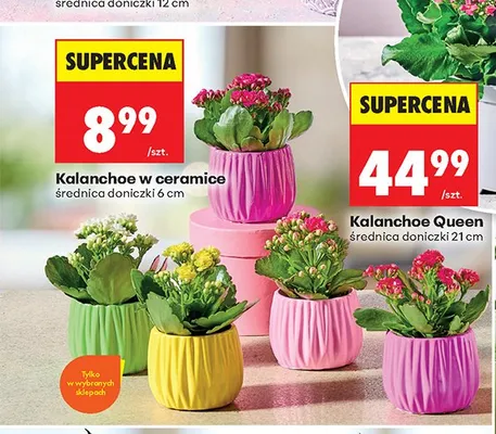 Kalanchoe w ceramice średnica doniczki 6 cm promocja w Biedronka