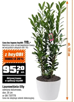 Laurowiśnia Elly promocja w OBI