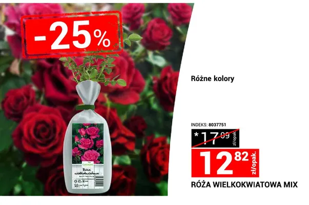 Róża wielkokwiatowa mix promocja w Merkury Market