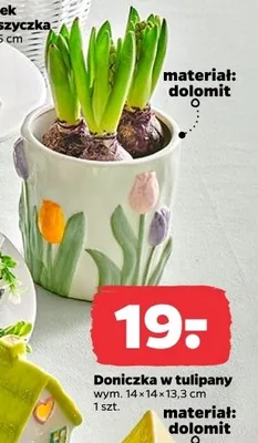 Doniczka w tulipany promocja w Netto