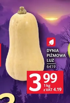 Dynia piżmowa promocja w Selgros