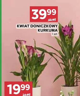 Kwiat doniczkowy kurkuma promocja w Stokrotka