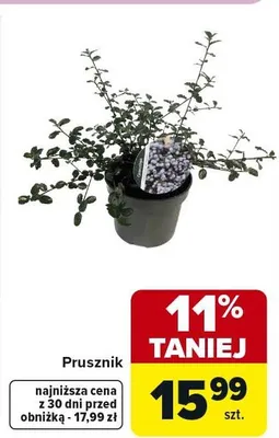 Prusznik promocja w Carrefour