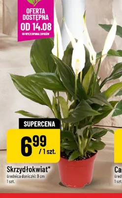 Skrzydłokwiat promocja w POLOmarket