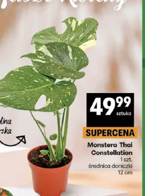 Monstera Thai Constellation promocja w Delikatesy Centrum