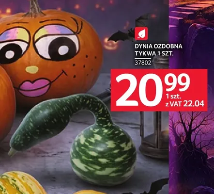 Dynia ozdobna tykwa promocja w Selgros