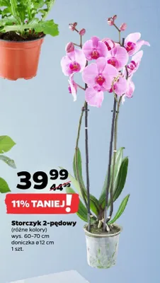 Storczyk 2-pędowy promocja w Netto