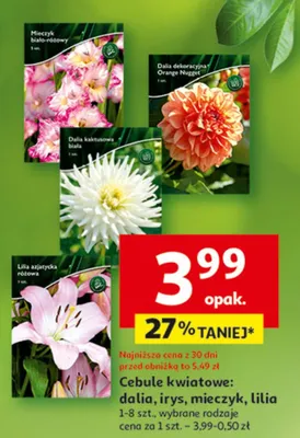 Cebule kwiatowe: dalia, irys, mieczyk, lilia promocja w Auchan