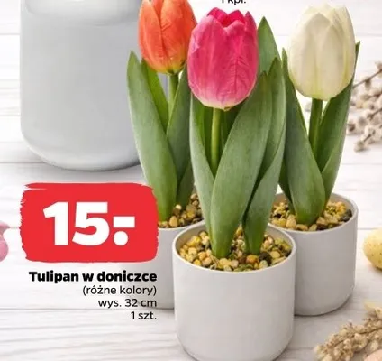 Tulipan w doniczce promocja w Netto