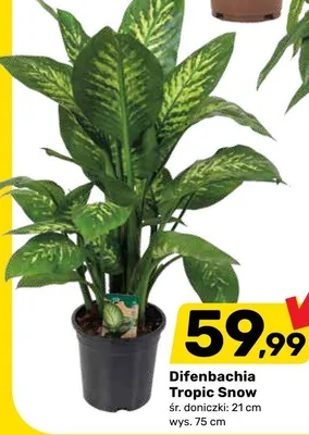 Difenbachia Tropic Snow promocja w Bricomarche