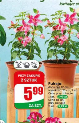 Fuksja doniczka 12cm wysokość 25cm promocja w Dino