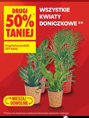 Kwiaty doniczkowe promocja w Biedronka