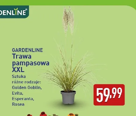 Trawa pampasowa Xxl Gardenline Esperanta promocja w Aldi