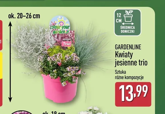 Kwiaty jesienne trio Gardenline promocja w Aldi