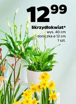 Skrzydłokwiat promocja w Netto