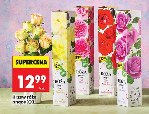 Róża pnąca XXL Yellow promocja w Biedronka