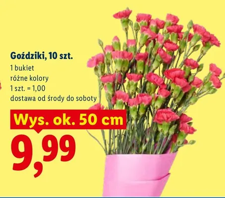 Goździki 10szt różne kolory promocja w Lidl