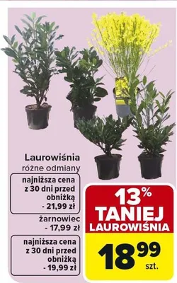 Zarnowiec promocja w Carrefour
