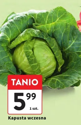 Kapusta wczesna promocja w Intermarche