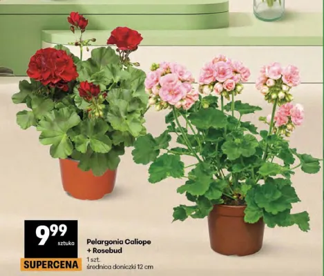Pelargonia promocja w Delikatesy Centrum
