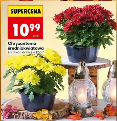 Chryzantema średniokwiatowa promocja w Biedronka