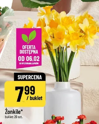 Żonkile bukiet 20 szt. promocja w POLOmarket