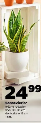 Sansevieria promocja w Netto