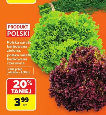 Sałata karbowana zielona polska promocja w Carrefour