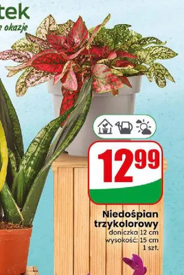 Niedośpian trzykolorowy promocja w Dino