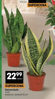 Sansevieria promocja w Delikatesy Centrum