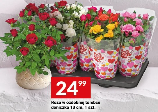 Róża w ozdobnej torebce doniczka 13 cm promocja w Twój Market