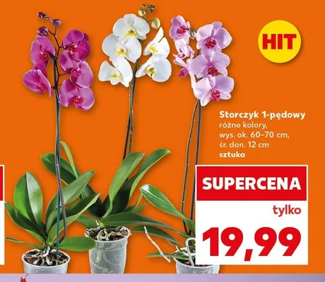 Storczyk 1-pędowy promocja w Kaufland
