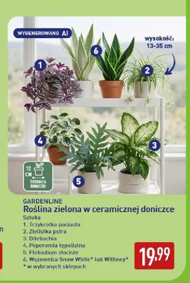 Roślina zielona w ceramicznej doniczce zielistka pstra Gardenline promocja w Aldi