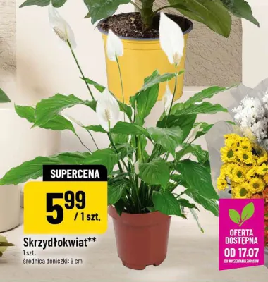 Skrzydłokwiat promocja w POLOmarket